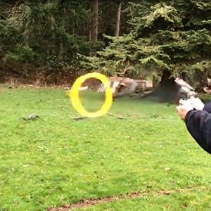 Ring_Of_Fire.jpg