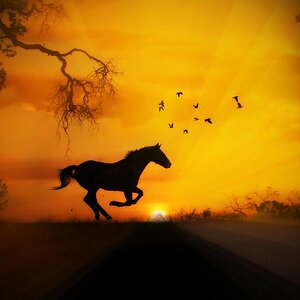 radiant-run-horse-and-sunrise-stephanie-laird.jpg