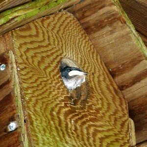 2010_0710MomsGarage_CenterBirdhouse_ChimneySwiftBaby_.jpg