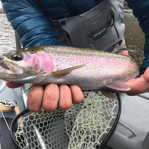Rainbow.jpg
