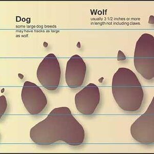 Comparison-of-Coyote-Dog-and-Wolf-Paw-Prints-Source.jpg