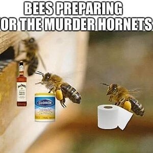 BeesMurderHornets.jpg