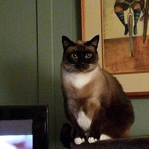 dadas phone 2018 920.jpg