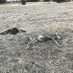 2018Deer - 1.jpg