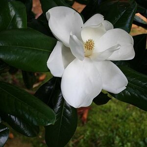 Magnolia 7-2-20.JPG