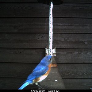 Blue Bird Male 6-30-20.JPG
