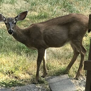 Doh, a deer.jpg