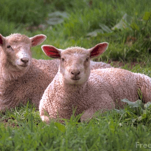 sheep.png