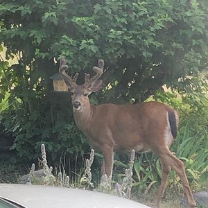 Bigbuck.jpg