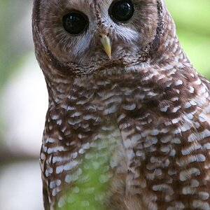 owl.jpeg
