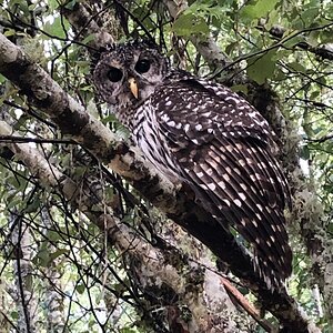 cedar creek owl 1.jpg
