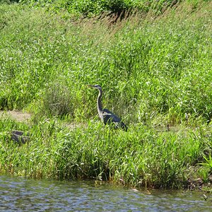 great blue heron centered.jpg