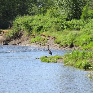 greaat blue heron downstream.jpg