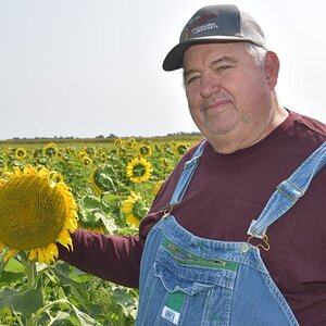 Dave-Brandt-Sunflower.jpg