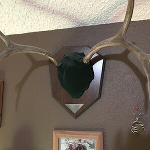 Deer.jpg