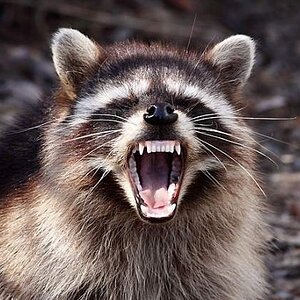 mad-raccoon.jpg