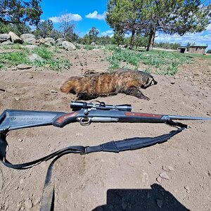 badger4.jpg