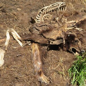 DeadBear.JPG