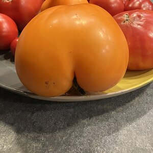 IMG_0648.jpeg