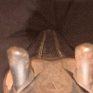 IMG_3185.jpeg
