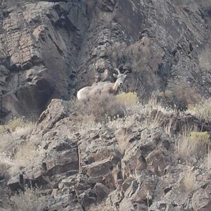 sheep1.jpg