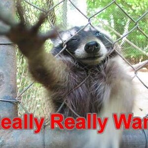 Raccoon_Really_Really_Want.jpg